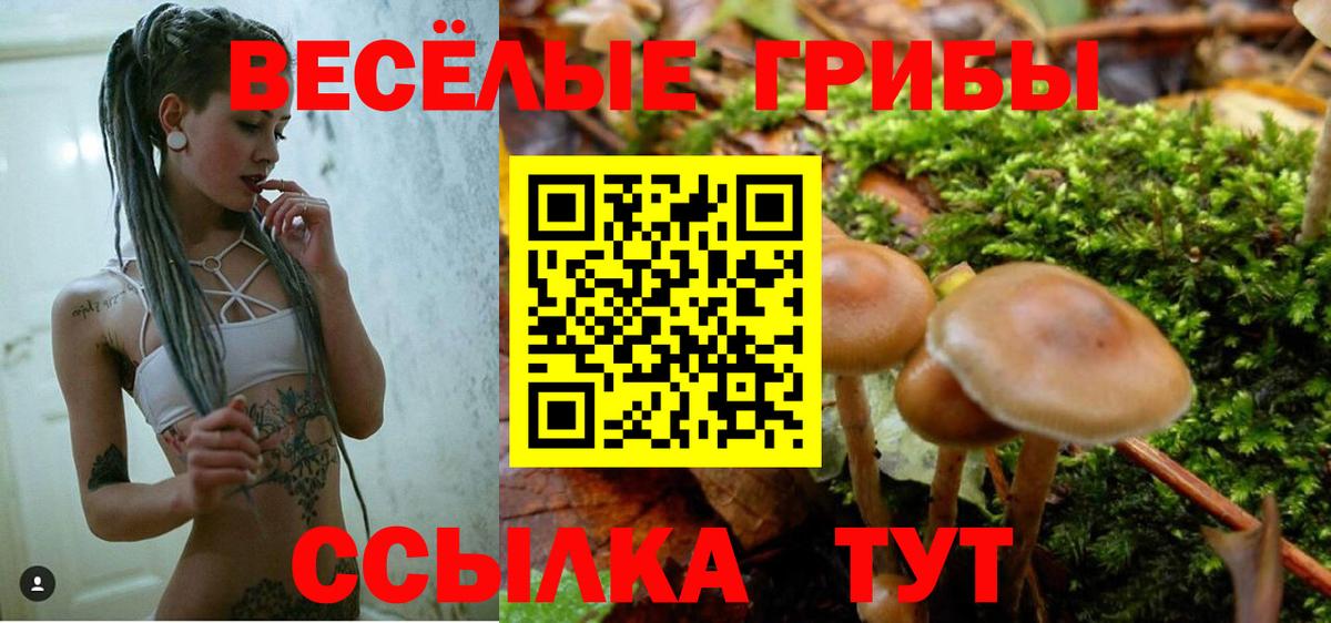 Псилоцибиновые грибы Cubensis Гулькевичи